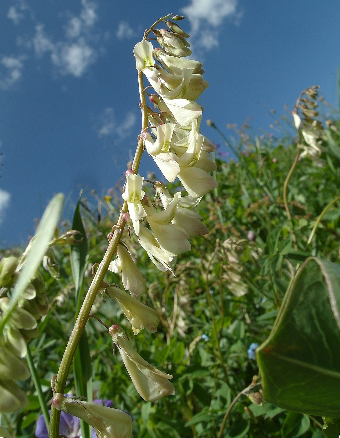 Image of Hedysarum semenowii specimen.