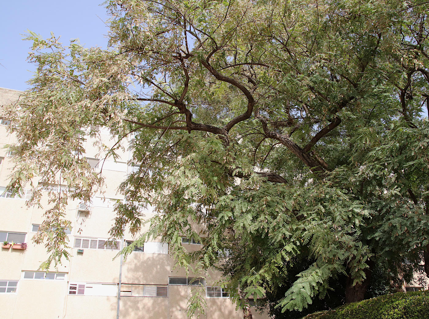 Изображение особи Tipuana tipu.