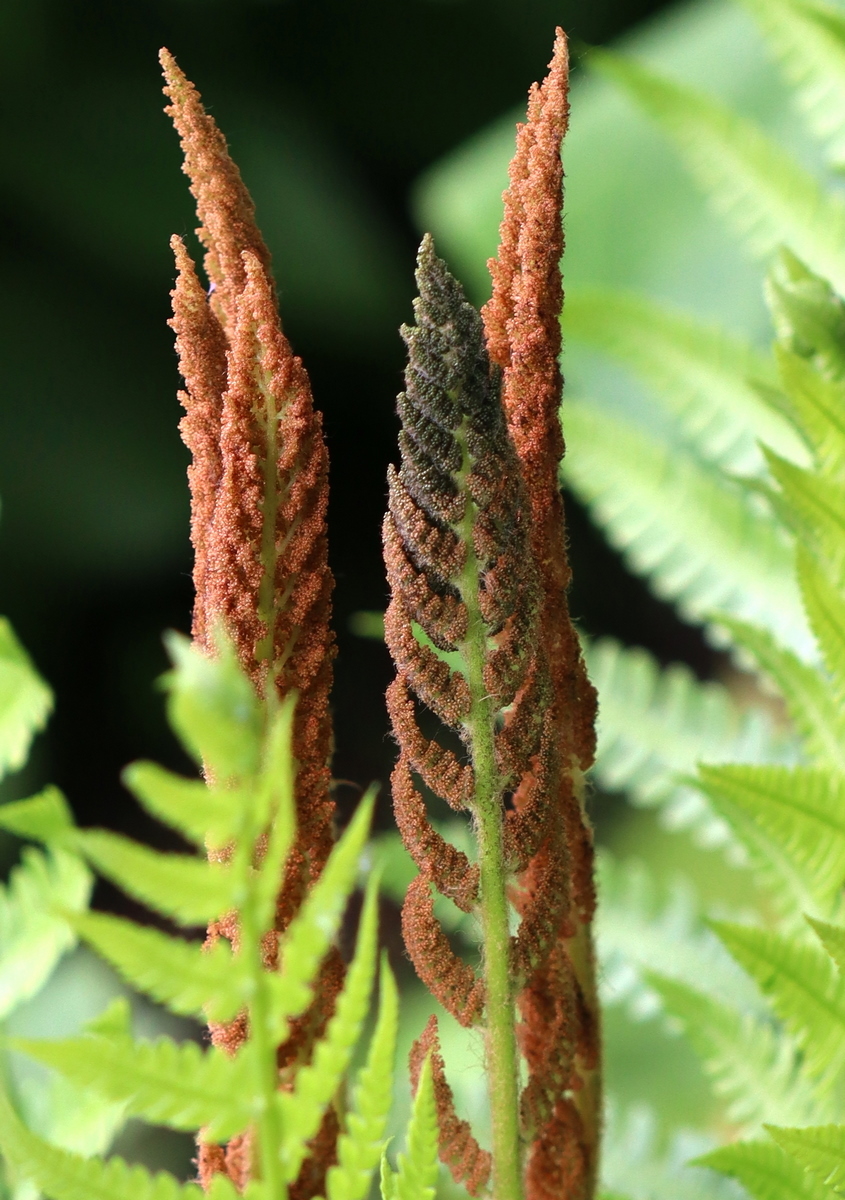 Image of Osmundastrum asiaticum specimen.