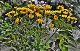 род Sonchus. Верхушка побега с соцветиями. Португалия, о-в Мадейра, национальный парк \"Рибейру-Фриу\", ≈ 1400 м н.у.м., опушка лаврового леса. 20.08.2025.