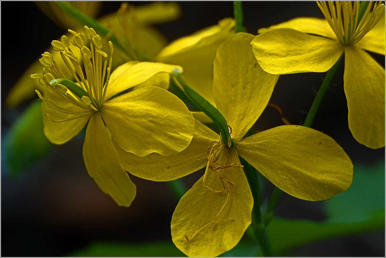 Изображение особи Chelidonium majus.