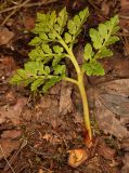 Botrychium multifidum. Перезимовавшее растение с развивающейся молодой вайей. Карелия, Лахденпохский р-н, окр. пос. Ихала, на опушке хвойного леса. 14.06.2026.