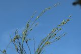 Juncus ambiguus. Веточки с незрелыми плодами. Ленинградская обл., пос. Карташевская, заросший пустырь на окраине, сырая обочина тропы. 01.08.2026.