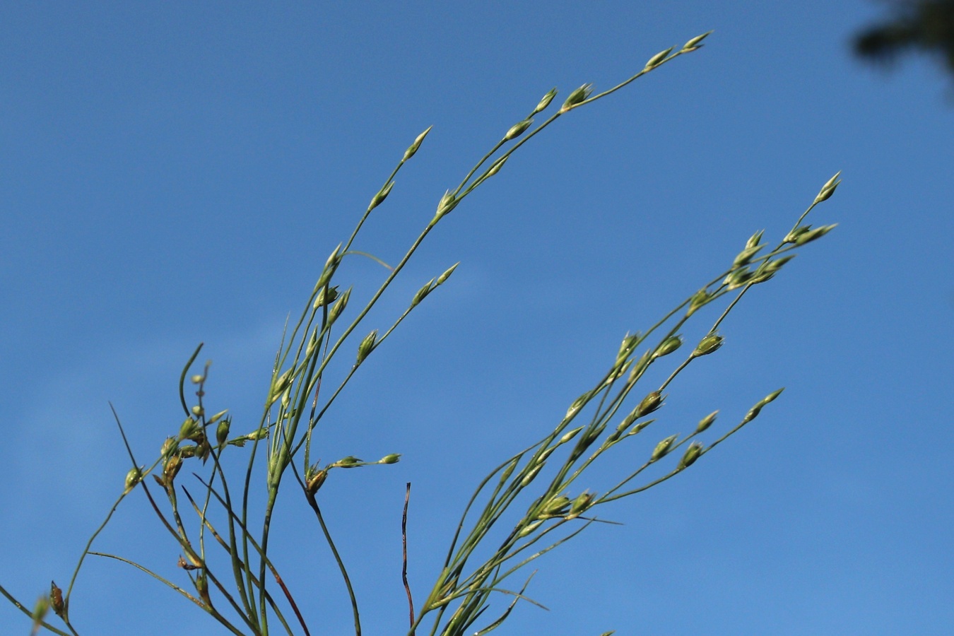 Изображение особи Juncus ambiguus.