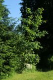 Quercus robur. Молодое дерево. Ленинградская обл., Кировский р-н, пос. Дачное, дачный участок. 19.06.2026.
