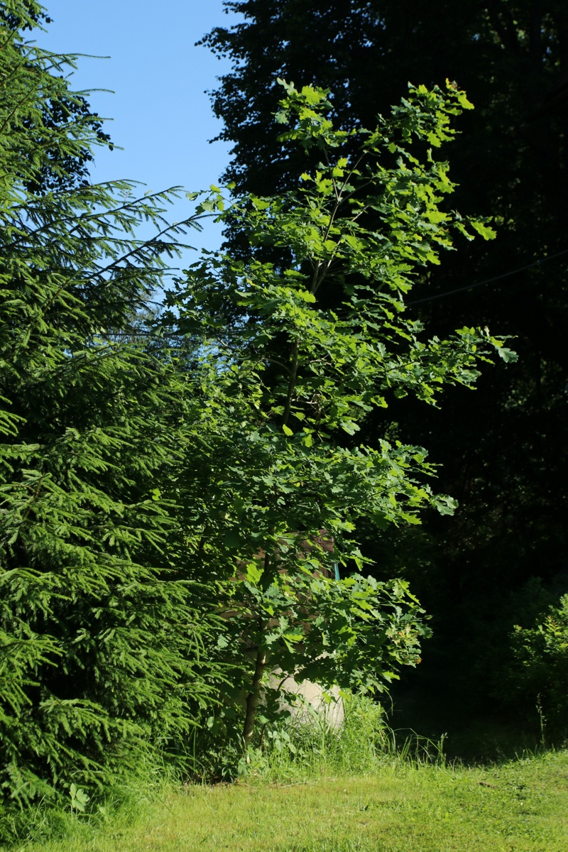 Изображение особи Quercus robur.
