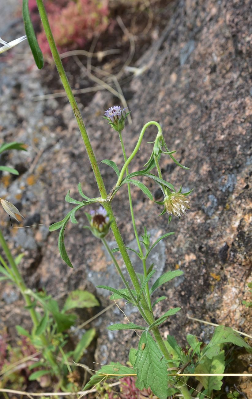 Изображение особи семейство Dipsacaceae.