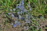 Eryngium planum. Верхушка цветущего растения. Московская обл., гор. округ Домодедово, низовья р. Пахра, луговой склон. 30.08.2026.