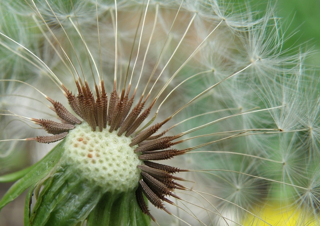 Изображение особи род Taraxacum.