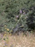 genus Medicago. Верхушка цветущего растения. Таджикистан, Горно-Бадахшанская автономная обл., Шугнанский р-н, окр. кишлака Нимос, дол. р. Гунт, ≈ 2810 м н.у.м., поляна среди зарослей кустарников. 15 июля 2026 г.
