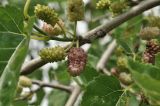Morus alba. Часть ветви с соплодиями. Приморский край, Шкотовский р-н, пос. Подъяпольск, сад. 10.07.2026.