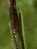 genus Carex. Часть соцветия. Башкортостан, Ишимбайский р-н, окр. села Ишеево. 13.05.2011.