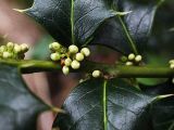 Ilex colchica