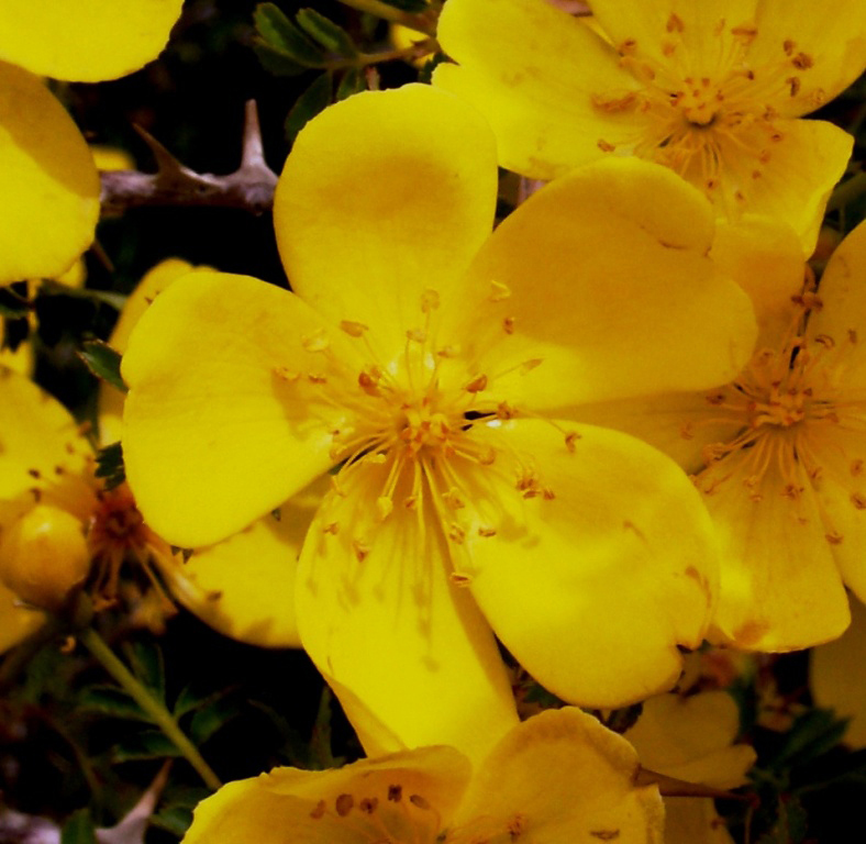 Image of Rosa ecae specimen.