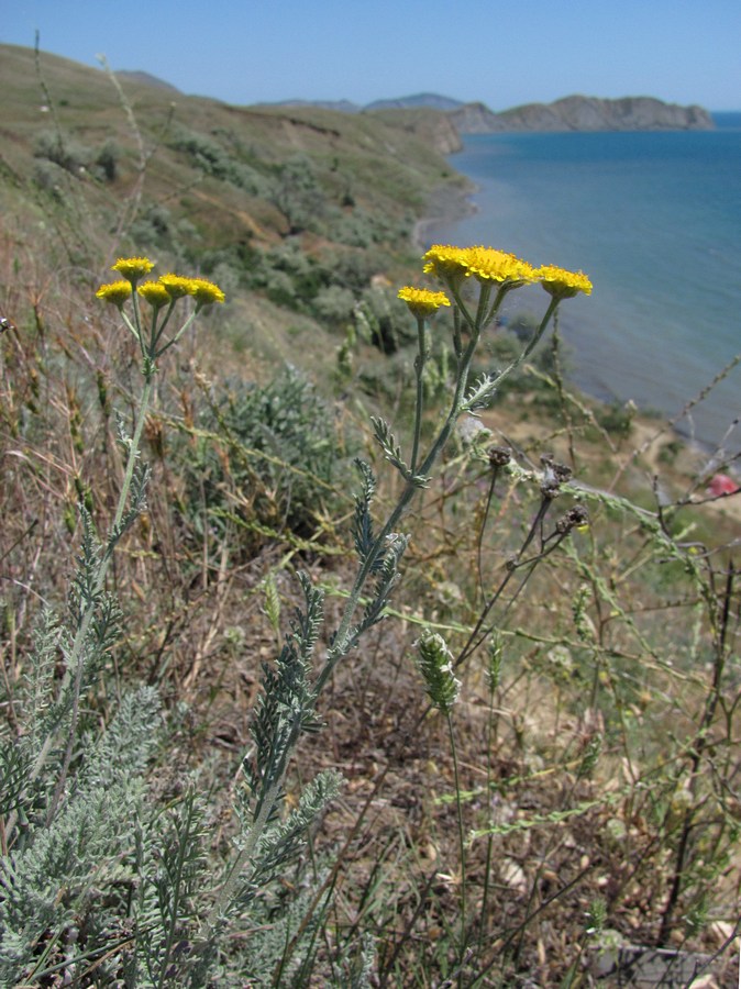 Изображение особи Tanacetum achilleifolium.