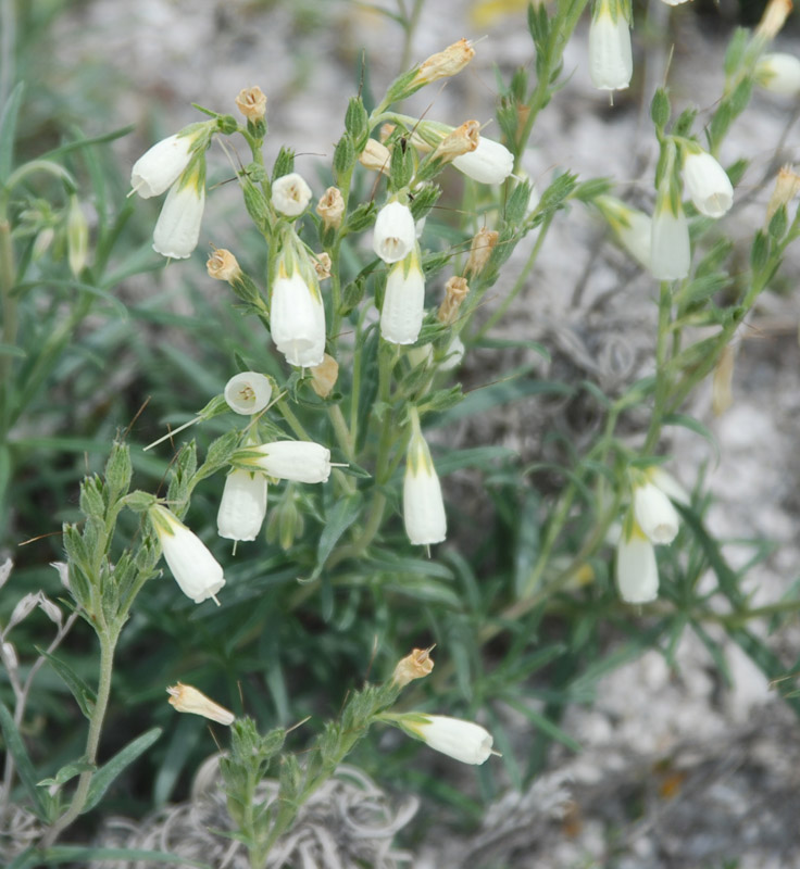 Image of Onosma tanaitica specimen.