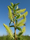 Salix triandra