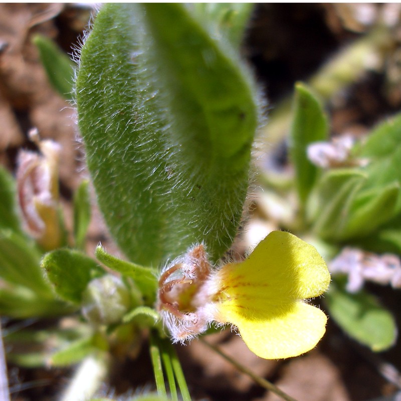 Image of Ajuga salicifolia specimen.