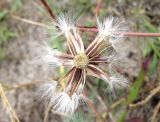 Crepis rhoeadifolia. Соплодие с частично облетевшими семянками. Крым, Сакский р-н, песчаный пляж между Поповкой и Штормовым. 18 июля 2011 г.