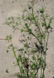 Cyclospermum leptophyllum
