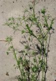 Cyclospermum leptophyllum. Верхушка плодоносящего растения. Крым, Ялта, Никитский сад, между тротуарными плитами. 28 июля 2011 г.