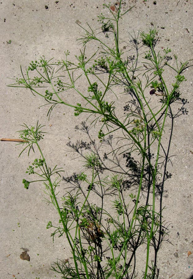 Image of Cyclospermum leptophyllum specimen.