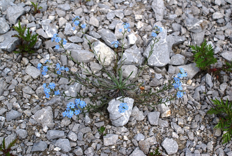 Изображение особи Eritrichium sichotense.