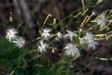 Dianthus volgicus