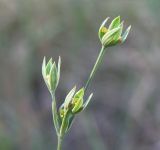 Bupleurum tenuissimum. Соцветие (сложный зонтик). Север Краснодарского края, пойменный луг между станицами Шкуринская и Канеловская, возле лесопосадки. 21.08.2011.
