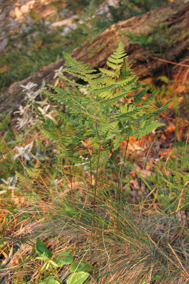 Image of Gymnocarpium robertianum specimen.