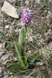 Orchis simia