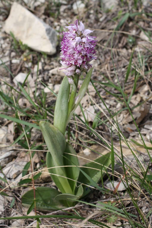 Изображение особи Orchis simia.