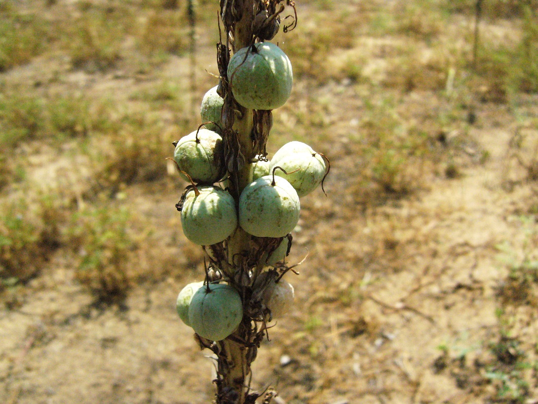 Изображение особи род Eremurus.