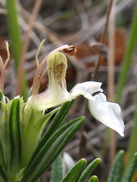 Изображение особи Teucrium montanum.