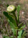 Leucanthemum ircutianum