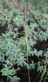 Carex aquatilis. Верхушка растения с соплодием. Архангельская обл., Приморский р-н, окр. Куртяево, болото в притеррасной части поймы р. Верховки. 20.08.2010.