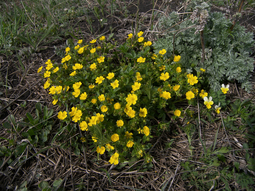 Image of Potentilla crantzii specimen.