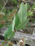 Salix myrtilloides