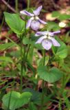 Image of taxon representative. Author is Максим Зайцев