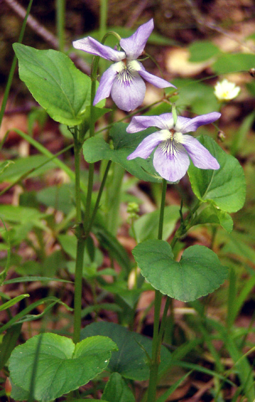 Image of Viola riviniana specimen.
