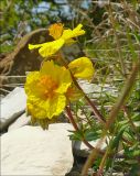 Helianthemum nummularium. Цветущее растение. Черноморское побережье Кавказа, Новороссийск, у мыса Шесхарис, щебнистый склон. 1 мая 2009 г.