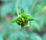 Potentilla erecta. Плод. Ярославская обл., Переславский р-н, окр. сю Копнино, пойма р. Нерль. 08.07.2011.