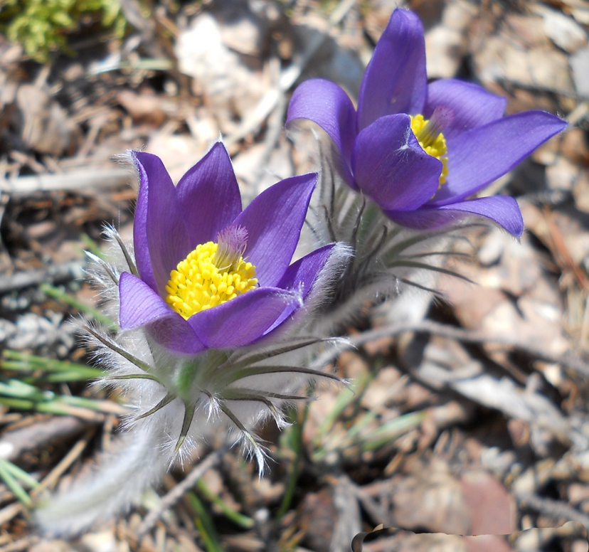 Изображение особи Pulsatilla patens.