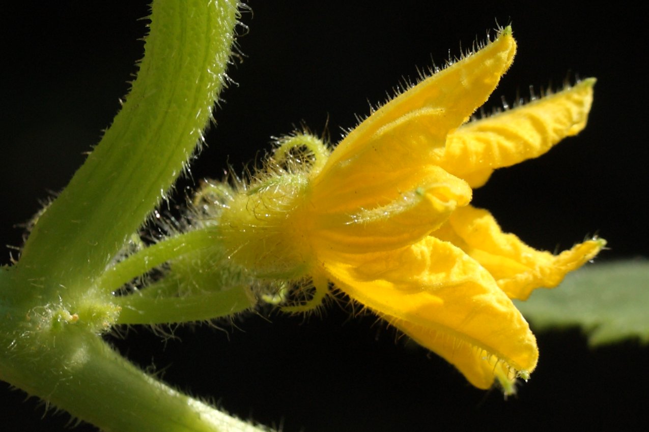 Image of Cucumis sativus specimen.