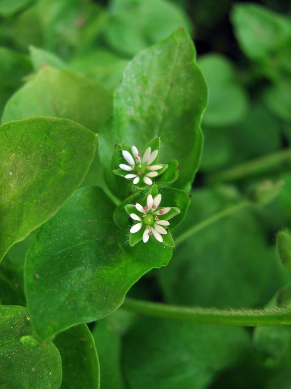 Image of Stellaria media specimen.