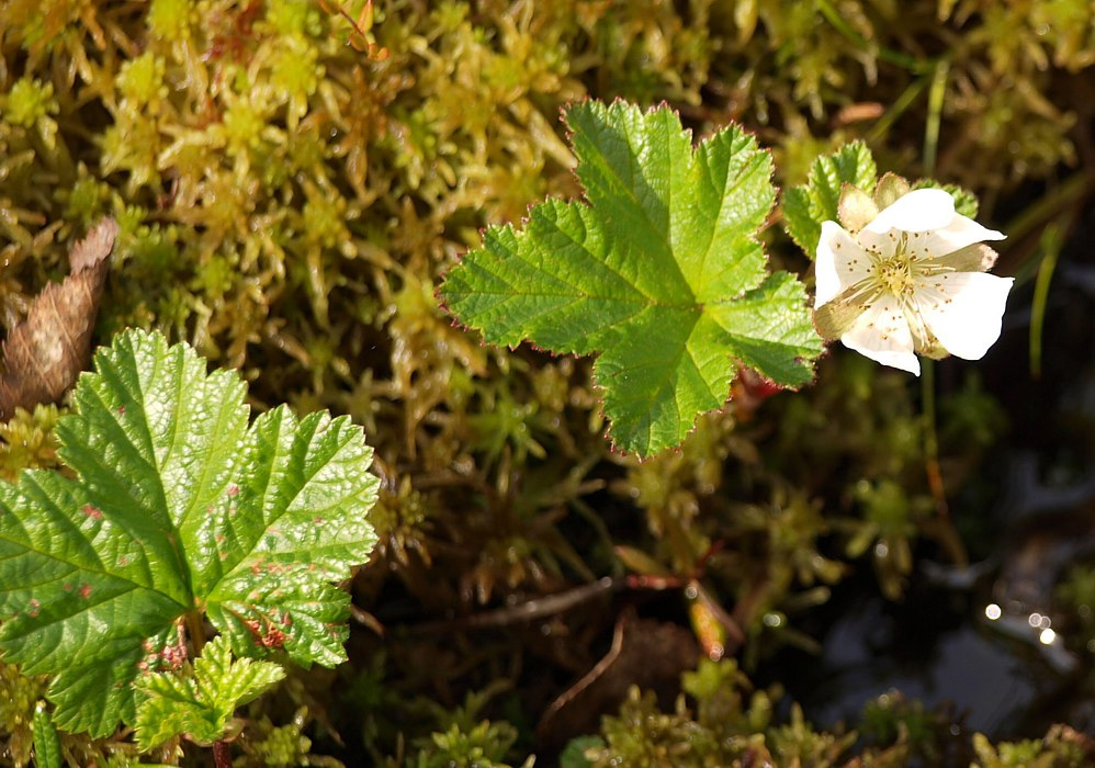 Изображение особи Rubus chamaemorus.