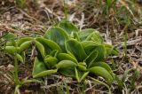 Gentiana olivieri