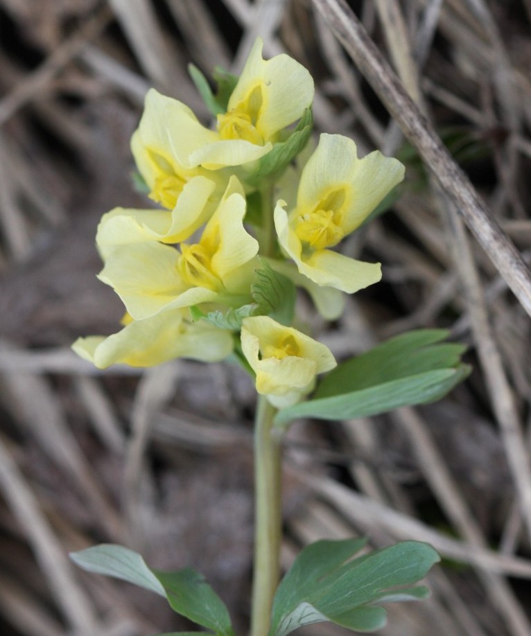 Изображение особи Corydalis bracteata.