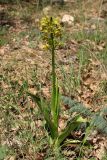 Orchis punctulata