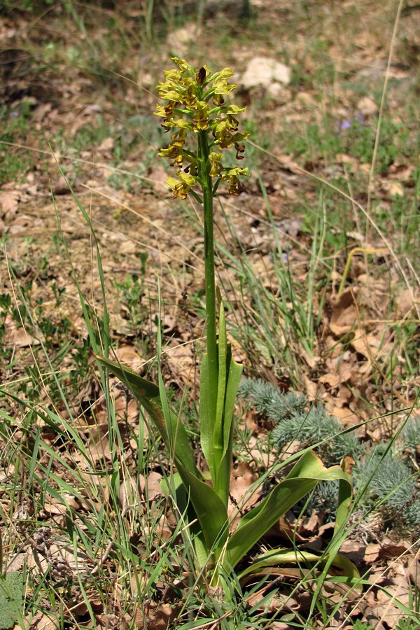 Image of Orchis punctulata specimen.